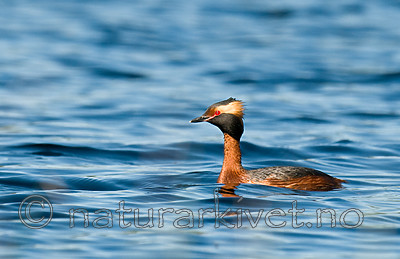 BB 09 0110 / Podiceps auritus / Horndykker